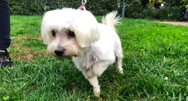 Cagnolina rapita torna a casa dopo tre anni